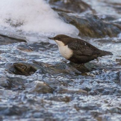 koskikara-whitethroateddipper-canoneos7dmark2-birdphotography-helsinki-finland-naturephoto-tringa-ma