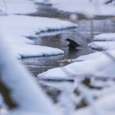 koskikara-whitethroateddipper-helsinki-finland-winter-birdlifefinland-birdlife-canoneos7dmark2-natur