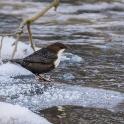 koskikara-whitethroateddipper-longinoja-malmi-naturephotography-naturephoto-finland-helsinki-birdpho