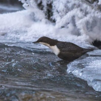 koskikara-whitethroateddipper-malmi-longinoja-helsinki-finland-canoneos7dmark2-naturephotography-nat