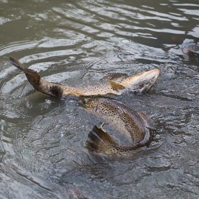 Trouts salmo trutta are fighting over breeding ground in Helsinki .