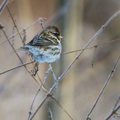 urpiainen-redpoll-birdlife-tringa-birdphotography-naturephoto-naturephotography-canoneos7dmark2-malm