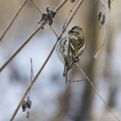 urpiainen-redpoll-finland-longinoja-malmi-canoneos7dmark2-naturephotography-naturephoto-tringa-birdl