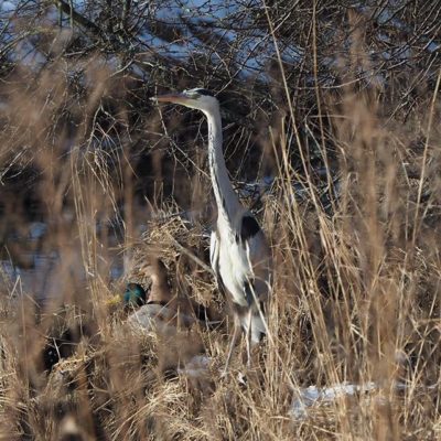 Finally I found a grey heron in Longinoja, Helsinki