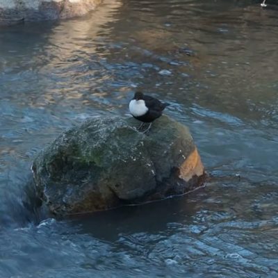 White-throated dipper in Longinoja,