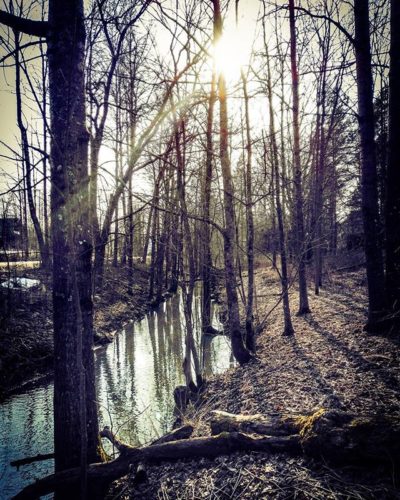 longinoja-kevat-kevataurinko-spring-woods-sun-sunshine-forest-malmi-alamalmi