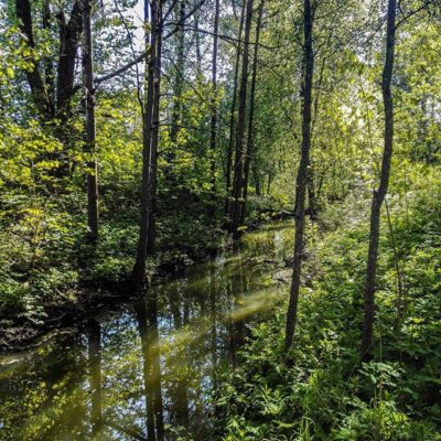 longinoja-malmi-alamalmi-river-forest-green-trees-nature-naturelovers-spring