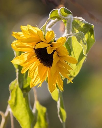 auringonkukka-sunflower-longinoja-suomenluonto-luontokuva-autumn-syksy-fall-helsinki-nature-natureph