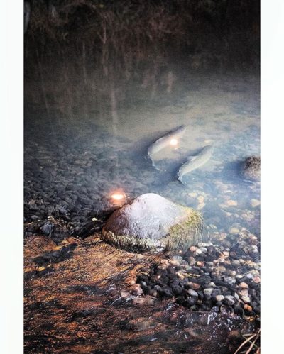 here's a lovely seatrout couple performing synchronized spawning moves as seen at a shallow and tiny brook called longinoja last night  ️ (this is very important)