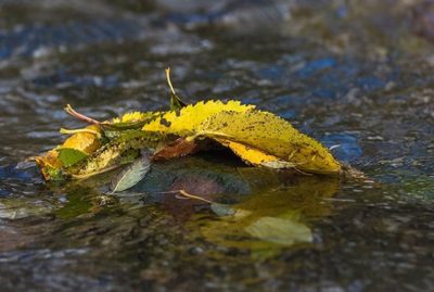 longinoja-suomenluonto-luontokuva-autumn-syksy-fall-helsinki-nature-naturephoto-naturephotos-naturep-1