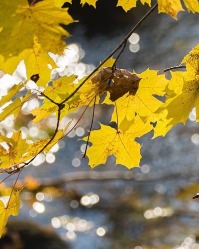 longinoja-suomenluonto-luontokuva-autumn-syksy-fall-helsinki-nature-naturephoto-naturephotos-naturep-2