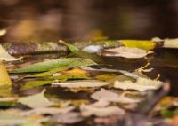 longinoja-suomenluonto-luontokuva-autumn-syksy-fall-helsinki-nature-naturephoto-naturephotos-naturep