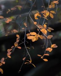 longinoja-suomenluonto-luontokuva-autumn-syksy-fall-helsinki-nature-naturephoto-naturephotos-naturep-3