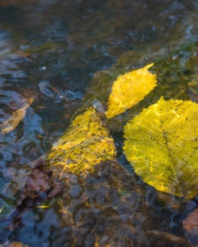 longinoja-suomenluonto-luontokuva-autumn-syksy-fall-helsinki-nature-naturephoto-naturephotos-naturep-4