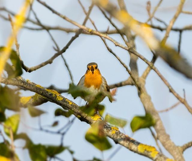 punarinta-robin-tringa-birds-suomenluonto-luontokuva-autumn-syksy-fall-helsinki-birdlifefinland-bird-1