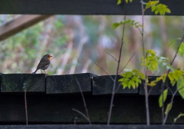 punarinta-robin-tringa-birds-suomenluonto-luontokuva-autumn-syksy-fall-helsinki-birdlifefinland-bird