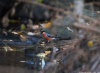 punatulkku-longinoja-eurasianbullfinch-bullfinch-tringa-birds-suomenluonto-luontokuva-autumn-syksy-f
