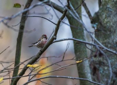 urpiainen-redpoll-commonredpoll-birds-suomenluonto-luontokuva-autumn-syksy-fall-helsinki-birdlifefin-1