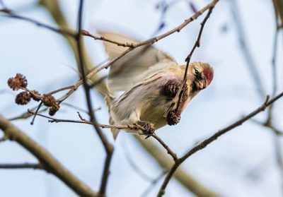 urpiainen-redpoll-commonredpoll-birds-suomenluonto-luontokuva-autumn-syksy-fall-helsinki-birdlifefin