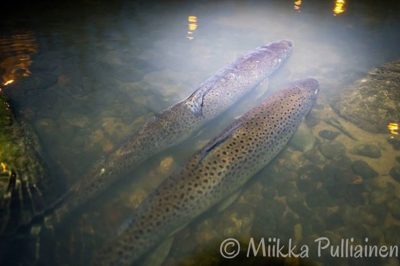 longinoja-taimen-meritaimen-vantaanjoki-river-helsinki-finland-trout-browntrout-urbannature-citylife