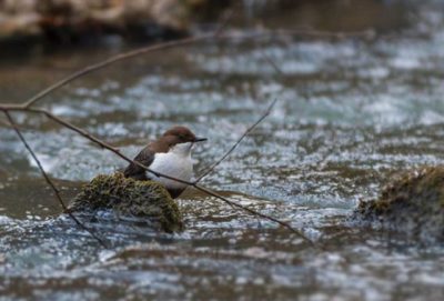 koskikara-whitethroateddipper-luontokuva-longinoja-winter-talvi-helsinki-birdlifefinland-birdlife-bi-1