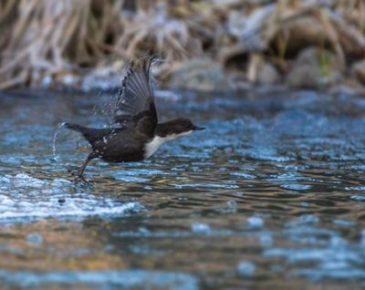 koskikara-whitethroateddipper-luontokuva-longinoja-winter-talvi-helsinki-birdlifefinland-birdlife-bi-3