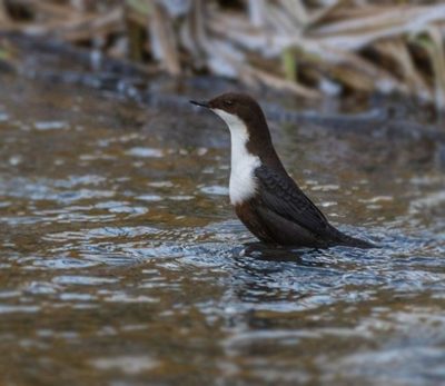 koskikara-whitethroateddipper-luontokuva-longinoja-winter-talvi-helsinki-birdlifefinland-birdlife-bi-4