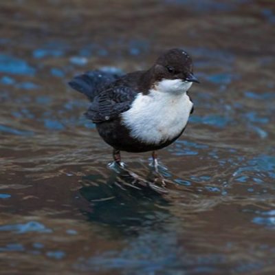 koskikara-whitethroateddipper-luontokuva-longinoja-winter-talvi-helsinki-birdlifefinland-birdlife-bi-5