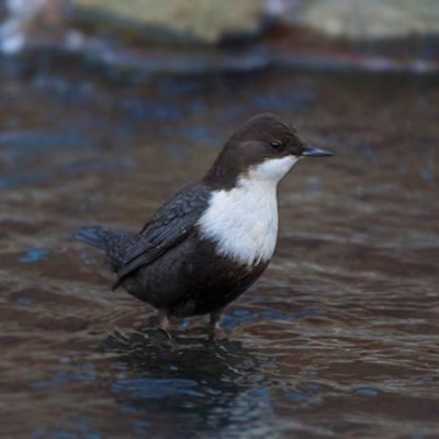 koskikara-whitethroateddipper-luontokuva-longinoja-winter-talvi-helsinki-birdlifefinland-birdlife-bi-6