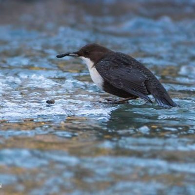 koskikara-whitethroateddipper-luontokuva-longinoja-winter-talvi-helsinki-birdlifefinland-birdlife-bi-7