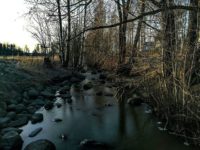 longinoja-river-creek-stream-urbannature-urbannaturelovers-naturephotography-nature-alamalmi-malmi-h