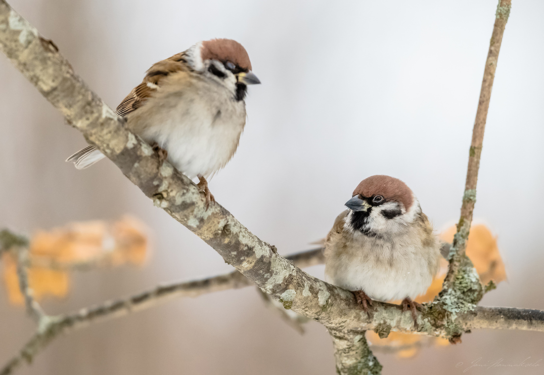 Pikkuvarpunen Passer Montanus Longinoja