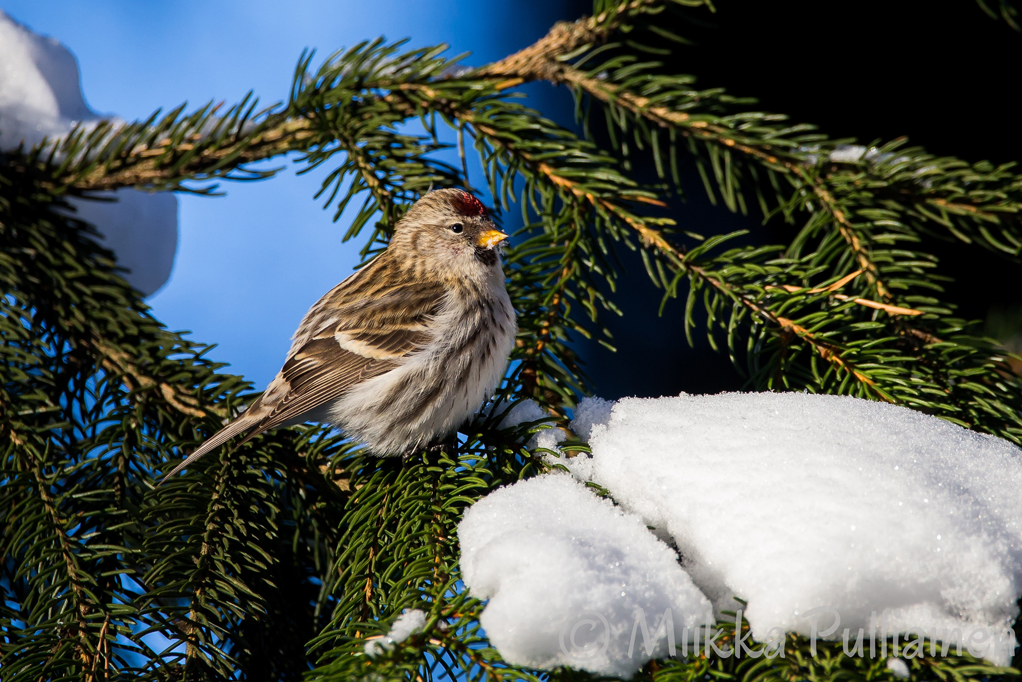 Urpiainen Carduelis Flammea Longinoja Urpiainen Carduelis Flammea Longinoja