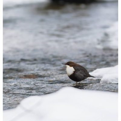 koskikara-whitethroateddipper-luontokuva-winter-talvi-helsinki-birdlifefinland-birdlife-birdphotogra-1