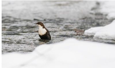 koskikara-whitethroateddipper-luontokuva-winter-talvi-helsinki-birdlifefinland-birdlife-birdphotogra-2