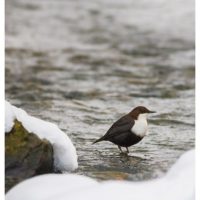koskikara-whitethroateddipper-luontokuva-winter-talvi-helsinki-birdlifefinland-birdlife-birdphotogra