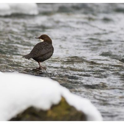 koskikara-whitethroateddipper-luontokuva-winter-talvi-helsinki-birdlifefinland-birdlife-birdphotogra-3