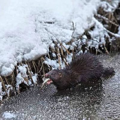 tarjoaa nähtävää myös talvella. Kuvassa taimenella herkuttelee minkki. Kyseisen lajin loukkupyynti puron alueelta pois selvityksessä. Kuva; Petri Gröhn