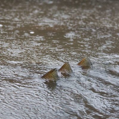 Threesome in the #rain. #trouts. with #camera.