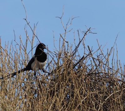 A magpie build its nest