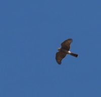 A sparrowhawk is flying over the fields