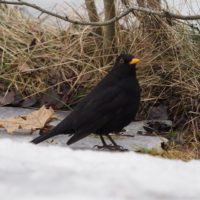 Blackbird on an ice