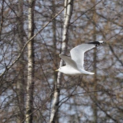 Common gulls have arrived this spring