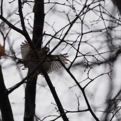 Mating greenfinches