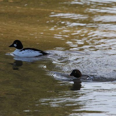 Päivän luontopläjäys. Telkkä-pariskunta löydetty vihjeiden perusteella Vantaanjoesta. Pariskunnan lisäksi Longinojan suulla kellui yksinäinen uros. Hassua.