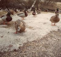 sorsa-longinoja-longinojakevat-luonto-nature-duck-finland-kavelylla-outdoors-honor8-1