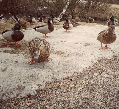 sorsa-longinoja-longinojakevat-luonto-nature-duck-finland-kavelylla-outdoors-honor8-1