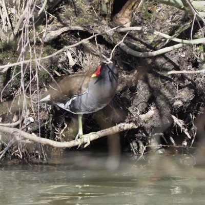 A moorhen looking cautiously around