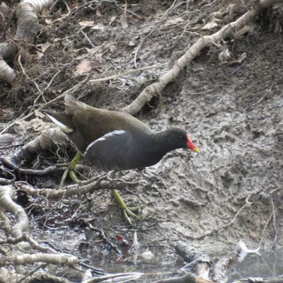 bird-helsinki-finland-longinoja