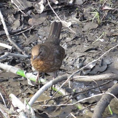 bird-nature-finland-helsinki-longinojakevat